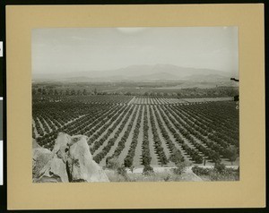 Orange groves in Riverside, ca.1890