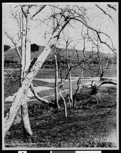 Sycamore trees above Johnston Lake in Garvanza, ca.1900