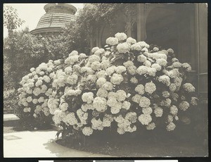 Colonel L.P. Hausen's hydrangea bush outside an unidentified home