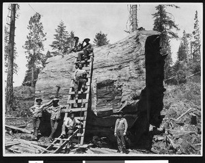 Lumberers posing around a portion of a large tree trunk near Visalia, 1900-1940