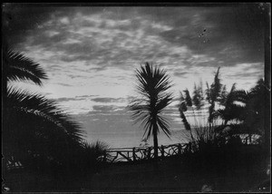 View of palms and dracaenas on the top of the palisades in Santa Monica, ca.1910