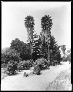 Unidentified garden in Pasadena, 1900-1930