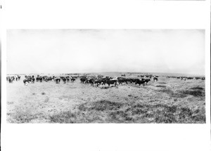 Cattle at the roundup along the Powder River, Montana, 1900