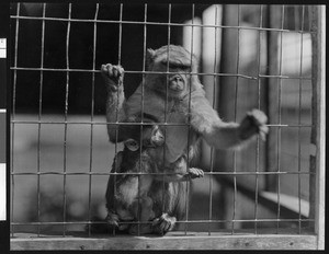 Sacred monkey (rhesus) of India in a cage with her baby, ca.1940
