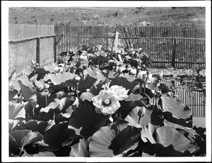 Sturdivant's Garden on Franklin Avenue, Hollywood, California, ca.1920