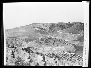 Avocado plantings near Whittier