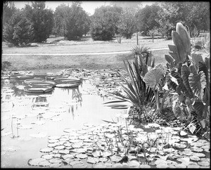 A view of a water lily pond on the grounds of The Huntington, San Marino, ca.1920