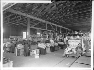 Interior of packing house, probably Covina, California