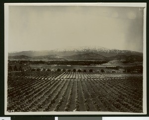 Scenic view in Riverside County of orchards, ca.1900