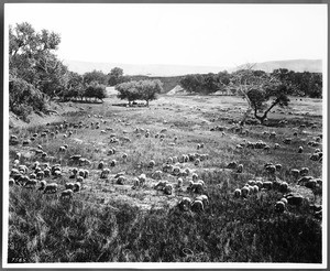 Flock of sheep grazing in Pinoche Valley, Fresno, ca.1900