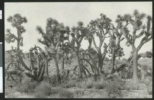 Joshua trees in desert terrain
