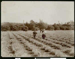 Famous Carnation Gardens, Redondo, 1920-1929