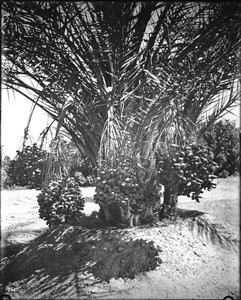 Date palm (Australia Palm) heavy with huge clusters of fruit near Indio in Riverside County, ca.1920