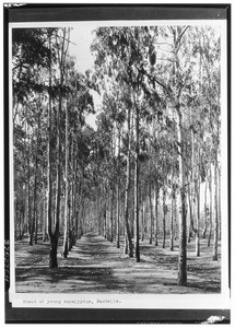 Stand of young eucalyptus trees in Sawtelle