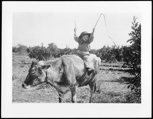 An unidentified "Wild West kid" riding a cow in an orange grove