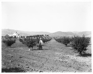 Man and dog standing in almond orchard, Antelope Valley (Manzana)