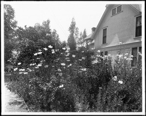 Poppy bushes, ca.1920