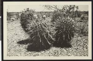 Barrel cactus in bloom