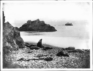 Seals sunning themselves on the rocky beach near the Seal Rocks, Catalina Island