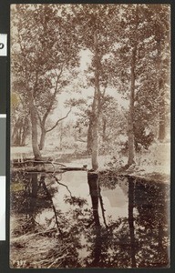 Trees and pond in Yosemite National Park, ca.1920