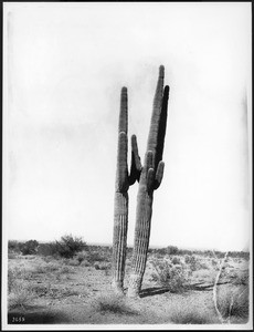 Giant cactus on the Pima Indian Reservation Arizona, ca.1900-1920