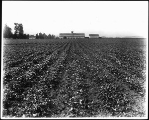 Bean field on the Hammel and Denker ranch in Beverly Hills, ca.1900