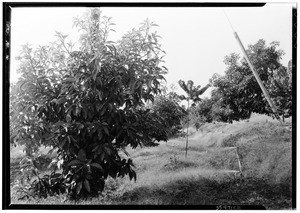 Avocado trees being irrigated at H.C. Smith's plantation, La Habra Heights, October 25, 1933