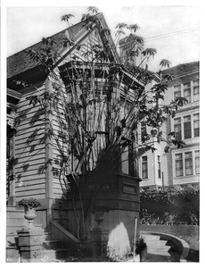 Tall poinsettia in front of house on Olive Street, Los Angeles, ca.1899