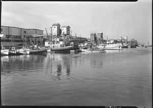 Fish harbor on Terminal Island, San Pedro, April 1934