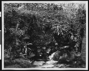 Lush foliage around a small pool of water below