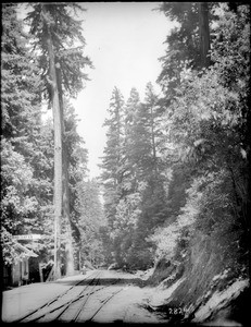 Railway lines through the redwood forest at Santa Cruz