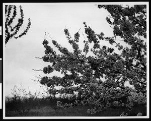 Close-up of a branch of cherry blossoms in Beaumont, ca.1900