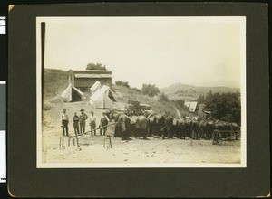 Street grading team with horses in Fresno, 1906