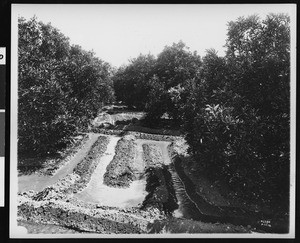 Irrigation ditches in a citrus grove, ca.1900