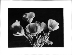 California poppy (Eschscholtzia California) specimen, ca.1920