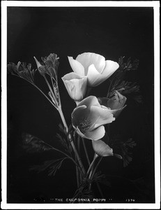 California poppy (Eschscholtzia California) specimen, ca.1920