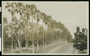 Palm Drive in Hollenbeck Park