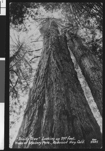 "Trinity Tree", a redwood in Mystery Park in California