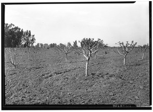 Easter's fig ranch, South Vermont Avenue and 186th Street, March 20, 1931