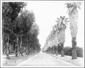 A view of Magnolia Avenue in Riverside, ca.1900