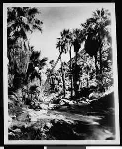 Palm Canyon near Palm Springs, showing a leaning palm tree, ca.1900