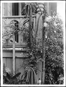 Night blooming cereus (Cereus Triangularis) on Olive Street, Los Angeles, ca.1920