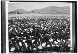 Field of callla lilies, showing hills in the background