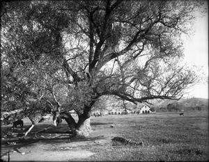 General view, from the trees, of Mission San Antonio de Padua, California, 1906