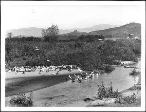 Pigeons in the Los Angeles River on a pigeon ranch, ca.1900