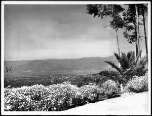 Marguerites grow on Smiley Heights from which Redlands is visible in the distance, ca.1903