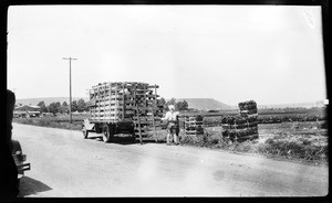 Man packing celery plants on a truck in Playa Del Rey, 1925