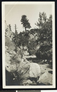 Balding trees along a dirt path in rocky mountain terrain