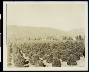 Orange groves and foothills in Southern California, ca.1910