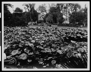 Echo Park, showing lotus plants growing in the lake